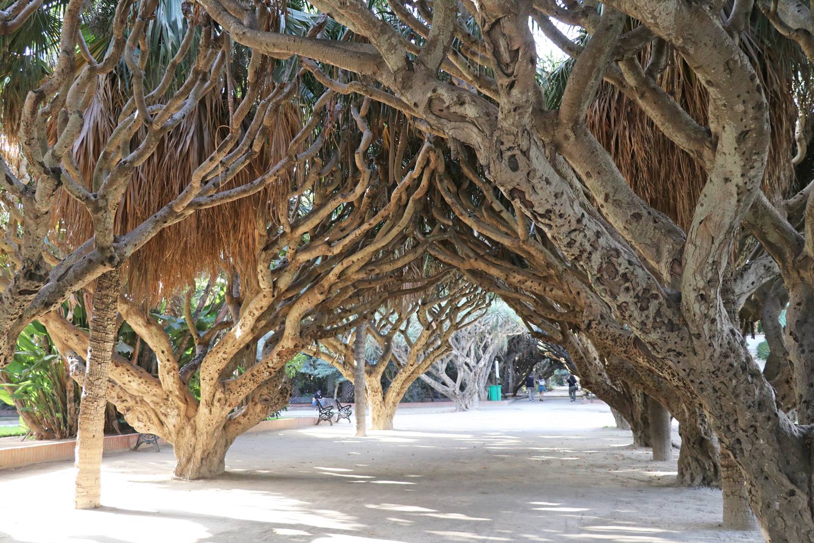 Végétation luxuriante et bassins du Jardin d'Essai d'Alger