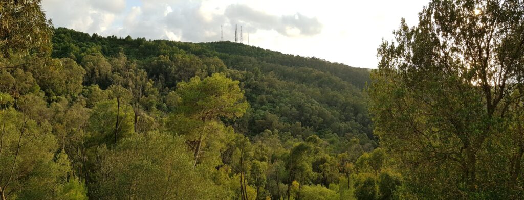 La forêt de Baïnem au-dessus du littoral algérois