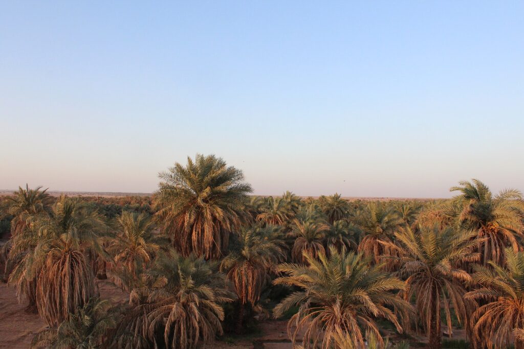 Palmeraie de Tamentit au coucher du soleil, wilaya d’Adrar