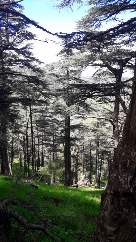 Cèdres de l’Atlas dans le parc national de Theniet El Had