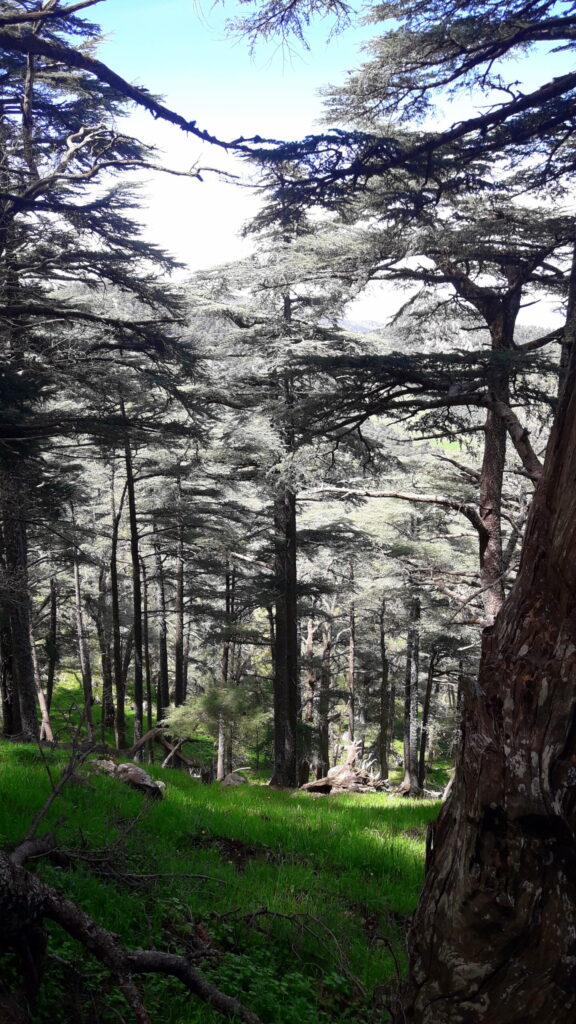 Cèdres de l’Atlas dans le parc national de Theniet El Had